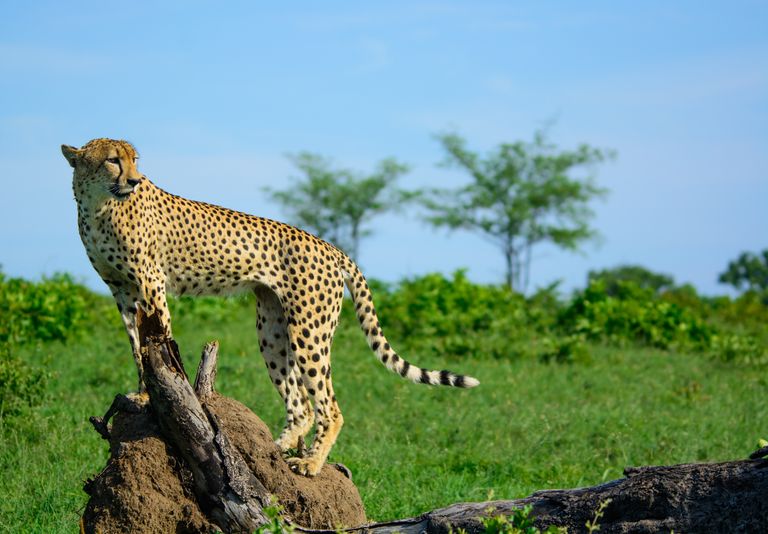 Zuid Afrika Wildlife Sabi Sand Cheeta SH 535193269.jpg - Jambo Safari Club