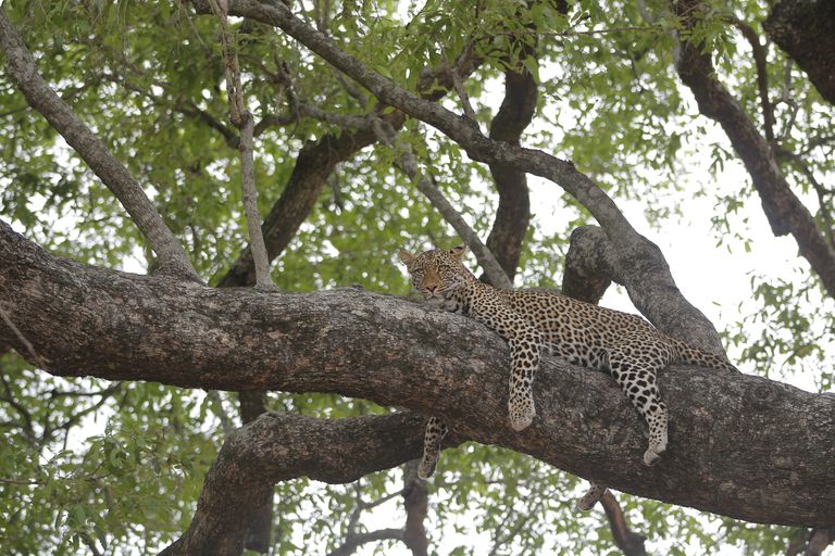 Zuid Afrika Wildlife Sabi Sand Luipaard KL001 6.JPG - Jambo Safari Club