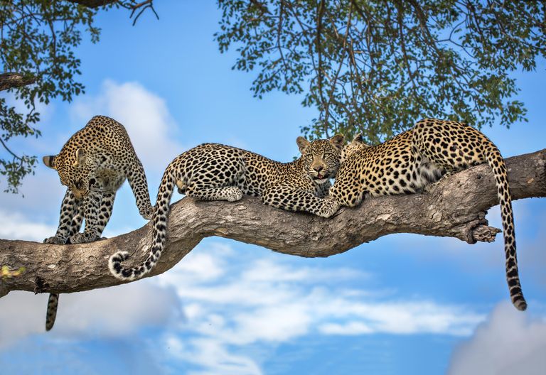 Zuid Afrika Wildlife Timbavati Motswari Game Reserve Luipaard WE 1.jpg - Jambo Safari Club