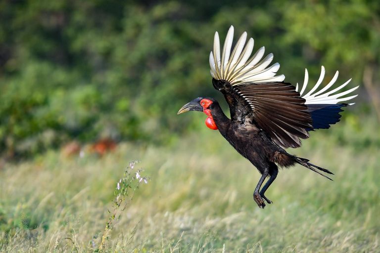Zuid Afrika Wildlife Timbavati Simbavati Hilltop Lodge Vogels Ground Hornbill WE.jpg - Jambo Safari Club