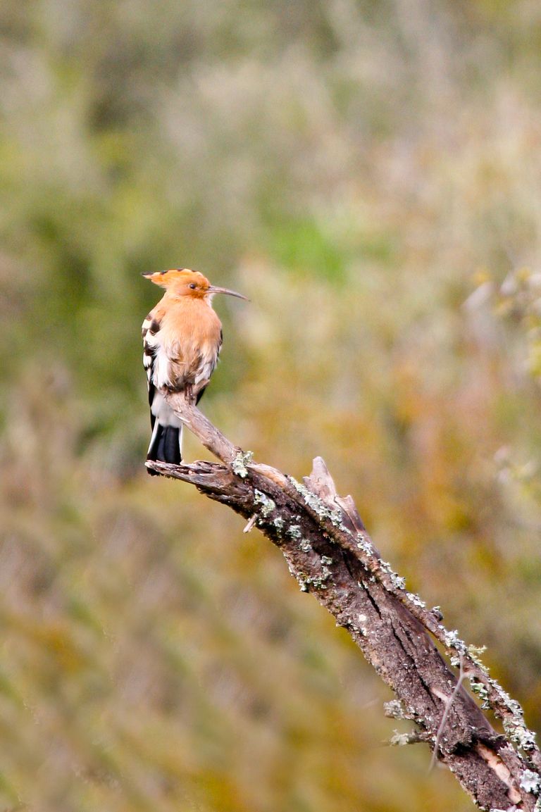 Zuid Afrika Wildlife Vogels Hoepoe JV 1.jpg - Jambo Safari Club
