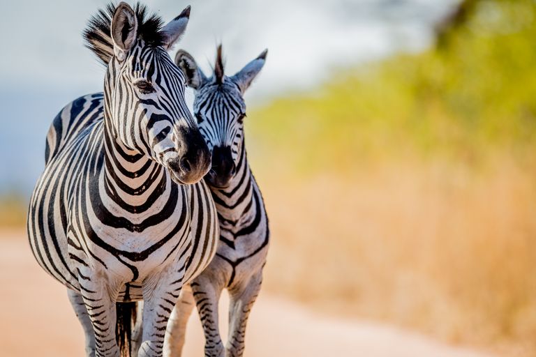 Zuid Afrika Wildlife Zebra SH 473307067.jpg - Jambo Safari Club
