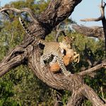 Botswana Wildlife luipaard met prooi SS.jpg - Jambo Safari Club