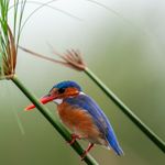 Botswana Wildlife vogels Okavango Delta malachite kingfisher KS.jpg - Jambo Safari Club