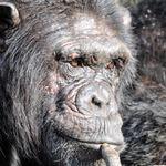 Kenia Activiteiten Ol Pejeta chimpansee KS.jpg - Jambo Safari Club