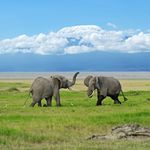 Kenia Wildlife Amboseli olifanten Kilimanjaro SH 3.jpg - Jambo Safari Club