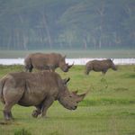 Kenia Wildlife Lake Nakuru neushoorns LB 7.JPG - Jambo Safari Club