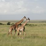 Kenia Wildlife Masai Mara giraffen MC 1.JPG - Jambo Safari Club
