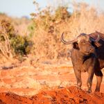 Kenia Wildlife Tsavo East Satao Tented Camp buffel 1.jpg - Jambo Safari Club