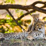 Kenia Wildlife cheeta met jong SH 2.jpg - Jambo Safari Club