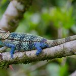 Madagaskar Wildlife Ranomofana kameleon MD 3.jpeg - Jambo Safari Club