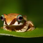Madagaskar Wildlife kikker SH 2.jpg - Jambo Safari Club