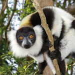 Madagaskar Wildlife lemuur vari SH 6.jpg - Jambo Safari Club