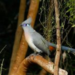 Madagaskar Wildlife vogels SH 1.jpg - Jambo Safari Club