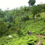 Oeganda Activiteiten Bwindi gorilla tracking KS 17.JPG - Jambo Safari Club