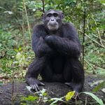 Oeganda Wildlife chimpansee JK 6.jpg - Jambo Safari Club