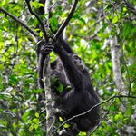 Oeganda Wildlife chimpansee KS 4.jpg - Jambo Safari Club