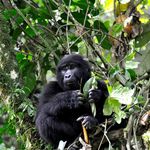 Oeganda Wildlife gorilla KS 26.jpg - Jambo Safari Club