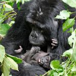 Oeganda Wildlife gorilla met baby KS 10.jpg - Jambo Safari Club
