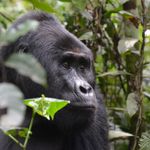 Oeganda Wildlife gorillas LB 2.JPG - Jambo Safari Club