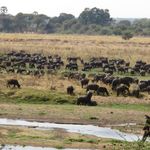 Tanzania Wildlife Ruaha buffels MC 1.JPG - Jambo Safari Club