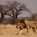 Tanzania Wildlife Ruaha leeuw CW 12.JPG - Jambo Safari Club