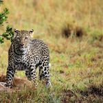 Tanzania Wildlife Serengeti Kimondo Migration Camp luipaard KMC 1.jpg - Jambo Safari Club