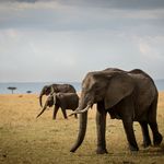 Tanzania Wildlife Serengeti Kimondo Migration Camp olifanten KMC 1.jpg - Jambo Safari Club
