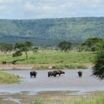Tanzania Wildlife Serengeti buffels in het water IV.JPG - Jambo Safari Club