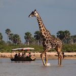 Tanzania Wildlife Zuid giraffen bootsafari 1.jpg - Jambo Safari Club