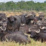 Tanzania Wildlife buffels 3.jpg - Jambo Safari Club