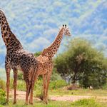 Tanzania Wildlife giraffen SH 2.jpg - Jambo Safari Club