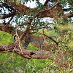 Tanzania Wildlife luipaard in boom 1.jpg - Jambo Safari Club