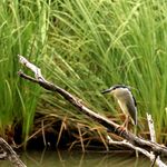 Tanzania Wildlife vogels 902181fe.jpg - Jambo Safari Club