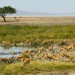 Tanzania wildlife antilopen SS_1863295.jpg - Jambo Safari Club