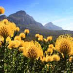 Zuid Afrika Landschap Protea SH 328235024.jpg - Jambo Safari Club