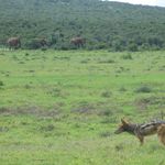 Zuid Afrika Wildlife Addo Jakhals IV 1.JPG - Jambo Safari Club
