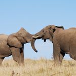 Zuid Afrika Wildlife Addo Lalibela Olifant WS.jpg - Jambo Safari Club