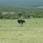 Zuid Afrika Wildlife Addo Vogels Struisvogel Zebras IV 1.JPG - Jambo Safari Club
