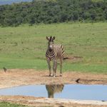 Zuid Afrika Wildlife Addo Zebra IV 1.JPG - Jambo Safari Club