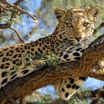 Zuid Afrika Wildlife Kruger Luipaard 1.jpg - Jambo Safari Club