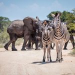 Zuid Afrika Wildlife Mpumalanga Kruger Zebras Olifanten 1.jpg - Jambo Safari Club