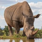 Zuid Afrika Wildlife Neushoorn SH 1046907163.jpg - Jambo Safari Club