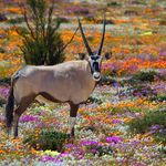 Zuid Afrika Wildlife Northern Cape Namaqualand Oryx of Spiesbok.jpg - Jambo Safari Club
