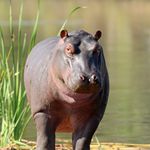 Zuid Afrika Wildlife St Lucia Nijlpaard KZN 2.jpg - Jambo Safari Club