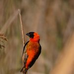 Zuid Afrika Wildlife Vogels Addo Woodall Country House VB 2.JPG - Jambo Safari Club